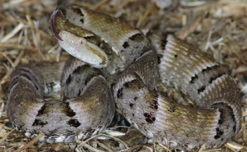 Tocantins registra quase 1.600 acidentes com serpentes em pouco mais de dois anos