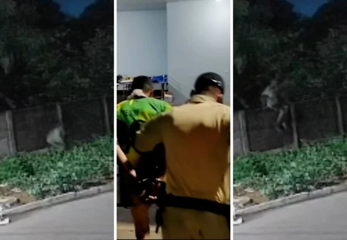 Suspeito de matar pitbull a facadas é preso escondido em cemitério no TO