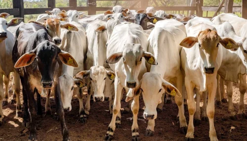 Gerente de fazenda no Tocantins é indiciado por castrar 13 bois de propriedade vizinha