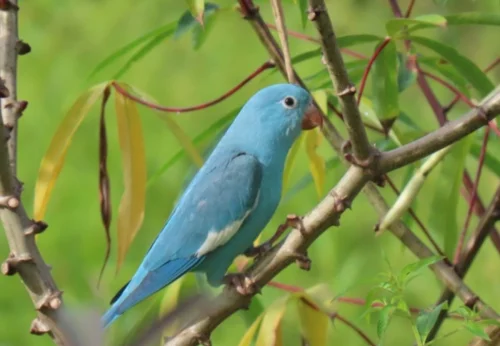 Servidora do Ibama flagra periquito azul raro em observação no Tocantins