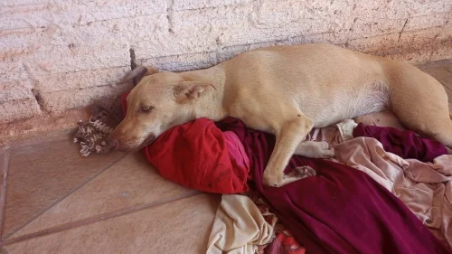 Cadela atropelada em Guaraí precisa de cirurgias urgentes para evitar eutanásia