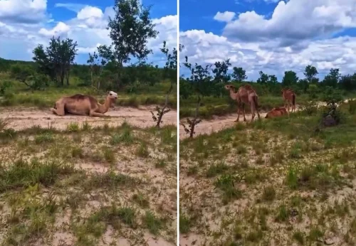 Camelos de passeios turísticos no RN são encontrados em fazenda do Tocantins
