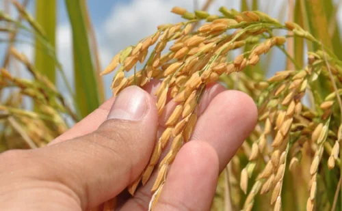 Tocantins é o 3º maior produtor de arroz irrigado do Brasil, impulsionado por projeto no sudoeste