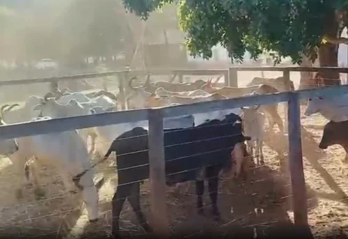 Polícia recupera 23 cabeças de gado furtadas de chácara no interior do TO
