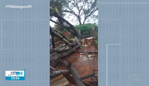 Temporal destrói abrigo de cães e derruba árvores na região sul de Palmas