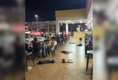 Cães ocupam conveniência no TO e convivência tranquila com clientes viraliza