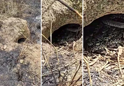 Tocantins registra mais de 1,5 mil ataques de serpentes desde 2024